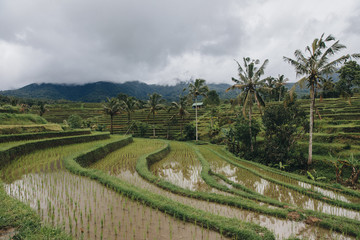 Fototapeta na wymiar beautiful view of Jatiluwih Rice Terraces in Bali