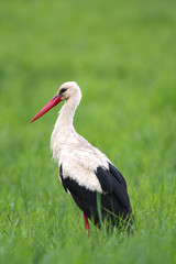 Single White Stork bird on a grassy meadow during the spring nesting period