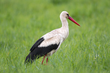 Single White Stork bird on a grassy meadow during the spring nesting period