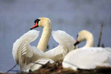 Obraz premium Pair of Mute swan birds on a nest during a spring nesting period