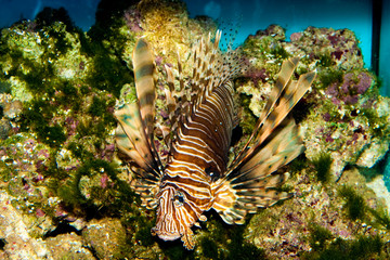 Volitan Lionfish in Aquarium