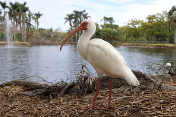 Portrait of white ibis bird