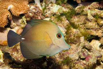 Scopas Tang in Aquarium