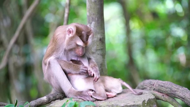 Monkey mother with baby in Khao yai national park,Thailand 