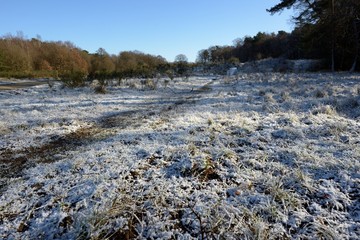 Waldrand Wahner Heide im Winter