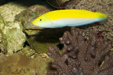 Yellow and Purple Wrasse in Aquarium