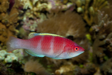 Obraz premium Yellow Fin Fairy Wrasse (Cirrhilabrus flavidorsalis)