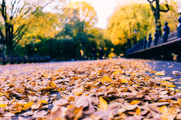 Autumn Leaves