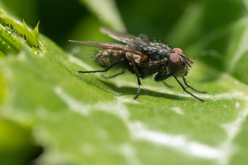 Close up of a house fly