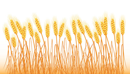 A set of spikelets of golden wheat, rye, barley on a white background of various shapes. Vector.