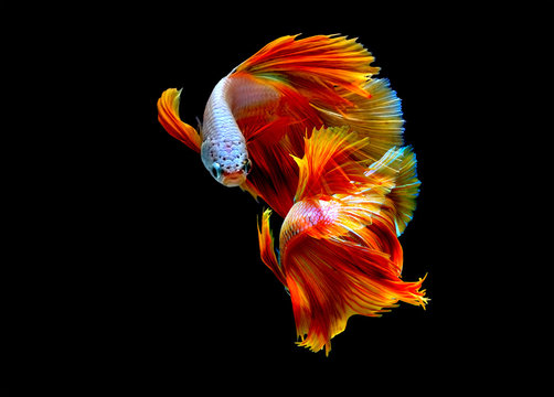 Beautiful movement Betta splendens , siamese fighting fish,colorful, isolated black background.