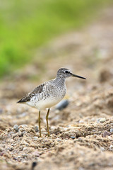 Single Wood sandpiper bird on grassy wetlands during a spring nesting period