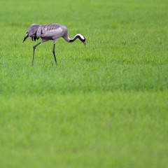 Single Grey Crane bird on grassy wetlands during a spring nesting period
