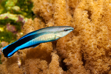 blue strike cleaner wrasse
