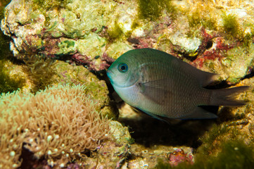 Spiny Chromis in Aquarium