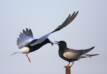 Pair of White-winged Black Tern birds feeding during a spring nesting period