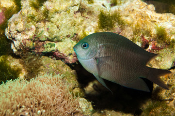 Spiny Chromis in Aquarium
