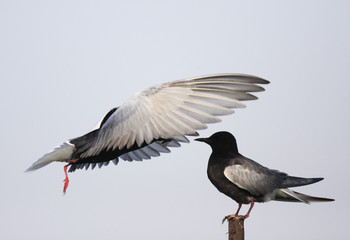 Pair of White-winged Black Tern birds feeding during a spring nesting period