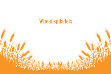 A set of spikelets of golden wheat, rye, barley on a white background of various shapes. Vector.