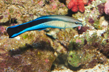 blue strike cleaner wrasse