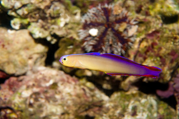 Fototapeta na wymiar Purple Firefish (Nemateleotris decora) in Aquarium