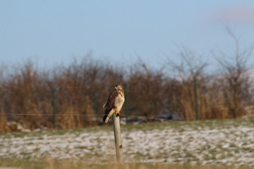 Bussard