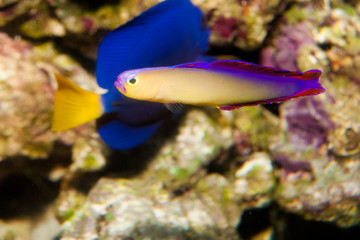 Fototapeta na wymiar Purple Firefish (Nemateleotris decora) in Aquarium