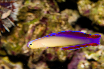 Obraz premium Purple Firefish (Nemateleotris decora) in Aquarium
