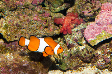 Plakat Clownfish in Aquarium