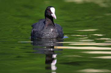 Single Coot bird swimming on water surface of wetlands during a spring nesting period