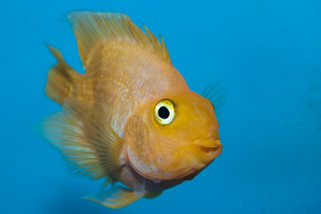 White Parrot or US Parrot Cichlid in Aquarium