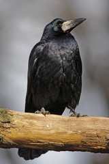 Single Rook bird on a tree branch during a spring nesting period
