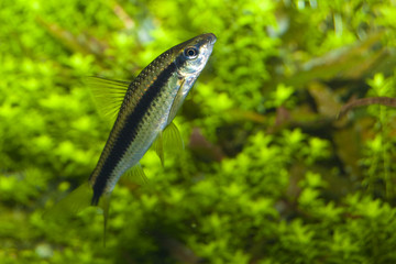 Barbus fish in Aquarium