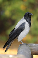 Single Hooded crow bird on a wooden fence during an autumn period