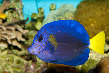 Purple Tang in Aquarium