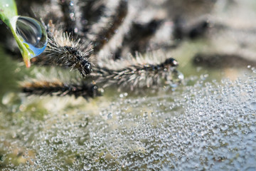 Macro Of hairy Caterpillars surrounded with water droplets
