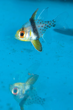 Spotted or Pajama Cardinalfish in Aquarium