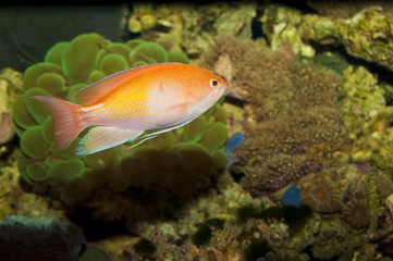 Obraz na płótnie Canvas Anthias Fish in Aquarium