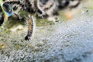 Macro Of hairy Caterpillars surrounded with water droplets