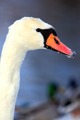 Portrait of a single Mute swan bird during a winter period