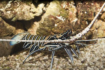 Spiny Blue Lobster (Panulirus versicolor)
