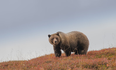 Grizzly
