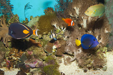 Reef Fishes in Aquarium