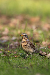 Single Fieldfare bird on grassy wetlands during a spring nesting period