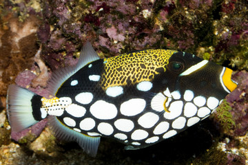 Clown Triggerfish in Aquarium