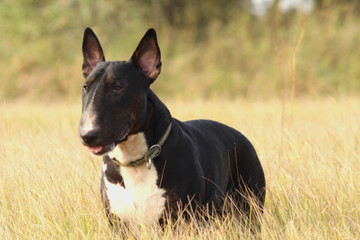 English Bull Terrier portrait - a black and brindle with white male standing and watching something
