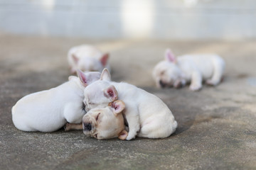 Close-up French bulldog sleeping together.