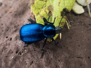 Gem Beetle 