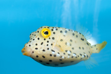 Cube Yellow Boxfish in Aquarium
