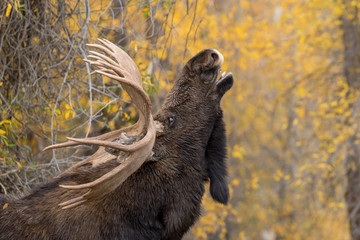 Bull Moose Flehmen in the Fall Rut
